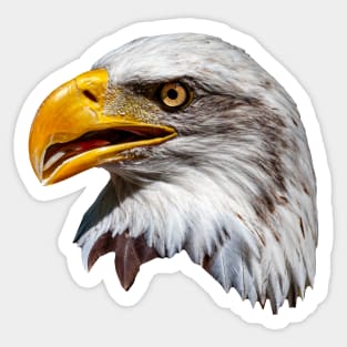 Majestic portrait of a Bald eagle Sticker